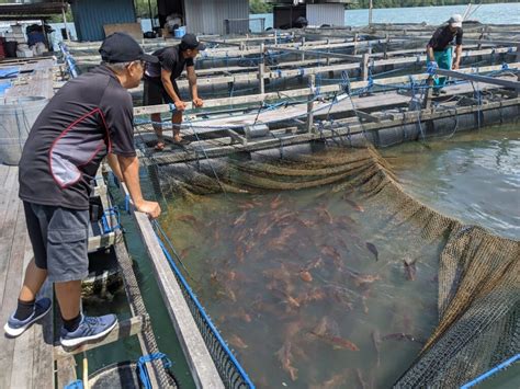 fish culture|Key Techniques in Fish Culture .